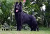 Additional photos: Black German Shepherd