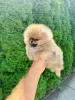 Additional photos: Pomerania of the highest quality