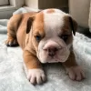 Photo №1. english bulldog - for sale in the city of Leszno | 545$ | Announcement № 10198