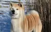 Photo №2 to announcement № 10441 for the sale of akita - buy in Ukraine from nursery