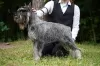 Photo №1. standard schnauzer - for sale in the city of Korolev | 521$ | Announcement № 99533