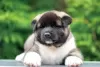 Additional photos: American Akita Puppies