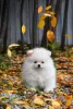 Additional photos: Exclusive pomeranian