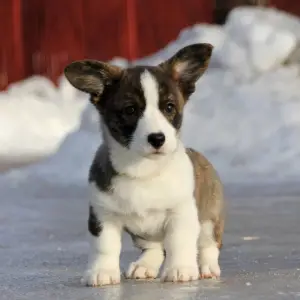 Additional photos: Welsh corgi cardigan puppies from Felangry kennel are free!