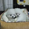 Photo №4. I will sell pomeranian in the city of London. breeder - price - negotiated