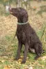 Photo №2 to announcement № 43429 for the sale of curly-coated retriever - buy in Russian Federation private announcement