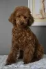 Photo №1. poodle (toy) - for sale in the city of Анталья | negotiated | Announcement № 82087