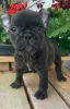 Photo №2 to announcement № 112147 for the sale of french bulldog - buy in Germany private announcement