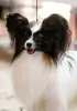 Photo №1. papillon dog - for sale in the city of Гродна | 1585$ | Announcement № 37392