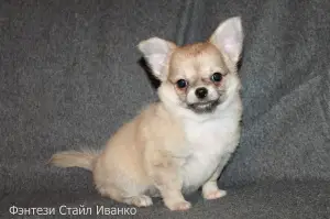 Photo №1. chihuahua - for sale in the city of Pinery | 130$ | Announcement № 1912