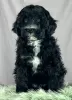 Additional photos: Portuguese Water Dog puppies