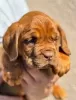 Additional photos: Dog de Bordeaux puppies