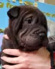 Additional photos: Shar Pei puppies