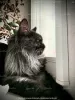 Additional photos: Maine Coon mating