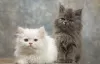 Photo №1. persian cat - for sale in the city of Eisenach | Is free | Announcement № 119003