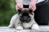 Photo №1. american akita - for sale in the city of Москва | negotiated | Announcement № 121052