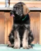 Additional photos: Pepper and salt giant schnauzer, puppies