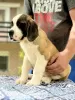 Photo №2 to announcement № 106664 for the sale of st. bernard - buy in Serbia breeder