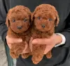 Photo №1. poodle (toy) - for sale in the city of Мюнхен-Флугхафен | 291$ | Announcement № 30009