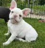 Photo №2 to announcement № 128709 for the sale of french bulldog - buy in Germany private announcement