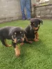 Photo №1. rottweiler - for sale in the city of Йонава | 359$ | Announcement № 37087