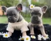 Additional photos: Blue French Bulldog