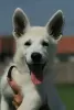 Photo №4. I will sell berger blanc suisse in the city of Šabac. breeder - price - negotiated