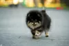 Additional photos: pomeranian puppies