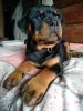 Photo №1. rottweiler - for sale in the city of Rezekne | negotiated | Announcement № 100929