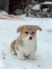 Additional photos: Pembroke Welsh Corgi Puppies