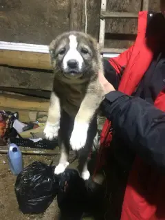 Additional photos: Caucasian Shepherd Puppies