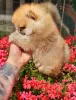 Additional photos: Top Pomeranian Puppies