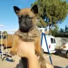 Photo №3. Belgian Malinois puppies available. Germany