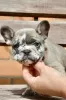 Photo №2 to announcement № 114392 for the sale of french bulldog - buy in Belarus breeder