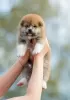 Additional photos: Akita inu puppies