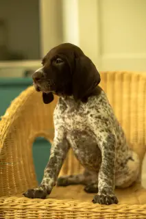 Photo №1. german shorthaired pointer - for sale in the city of Москва | 331$ | Announcement № 2246