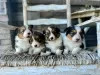 Photo №1. welsh corgi - for sale in the city of Филадельфия | negotiated | Announcement № 99278