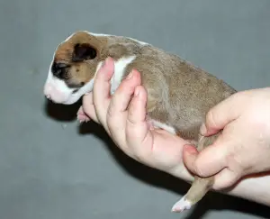 Additional photos: Standard Bull Terrier puppies