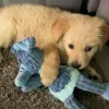 Photo №1. golden retriever - for sale in the city of Děčín | Is free | Announcement № 120794