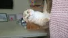 Photo №1. scottish fold - for sale in the city of Omsk | 586$ | Announcement № 104951