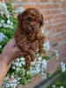 Photo №1. poodle (toy) - for sale in the city of Нови Сад | negotiated | Announcement № 120644