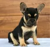 Additional photos: French bulldog puppies