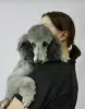 Photo №4. I will sell poodle (dwarf) in the city of Москва. private announcement - price - Is free