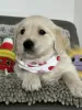 Photo №4. I will sell golden retriever in the city of Olsza. breeder - price - 404$