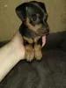 Photo №1. miniature pinscher - for sale in the city of Bobruisk | 117$ | Announcement № 18300