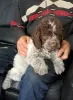 Photo №3. Lagotto Romagnolo puppies. Serbia