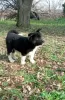 Additional photos: American Akita