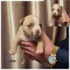 Additional photos: American bully puppy