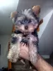 Photo №1. Mating service - breed: yorkshire terrier. Price - negotiated