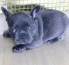 Photo №1. french bulldog - for sale in the city of Plunge | negotiated | Announcement № 77779